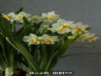 徐州鼎美文化传媒有限公司